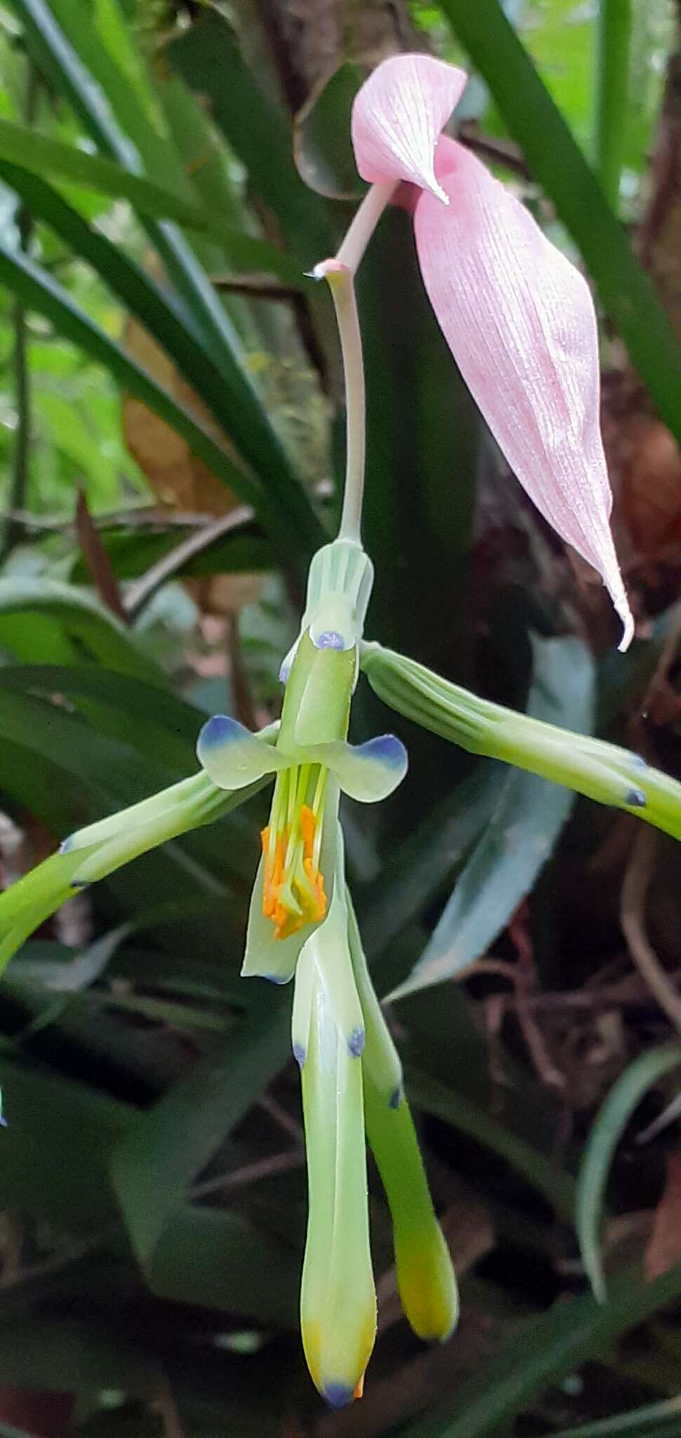 Image of Billbergia distachia (Vell.) Mez