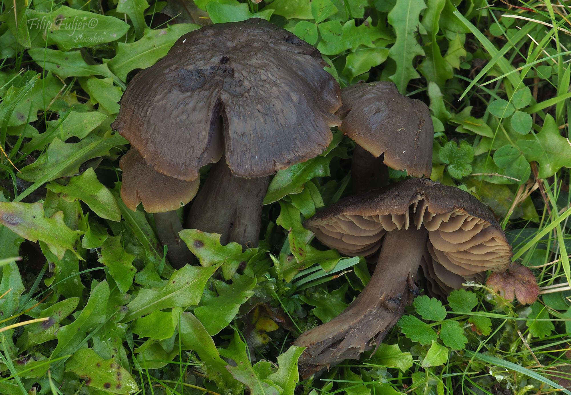 Imagem de Hygrocybe ovina (Bull.) Kühner 1926