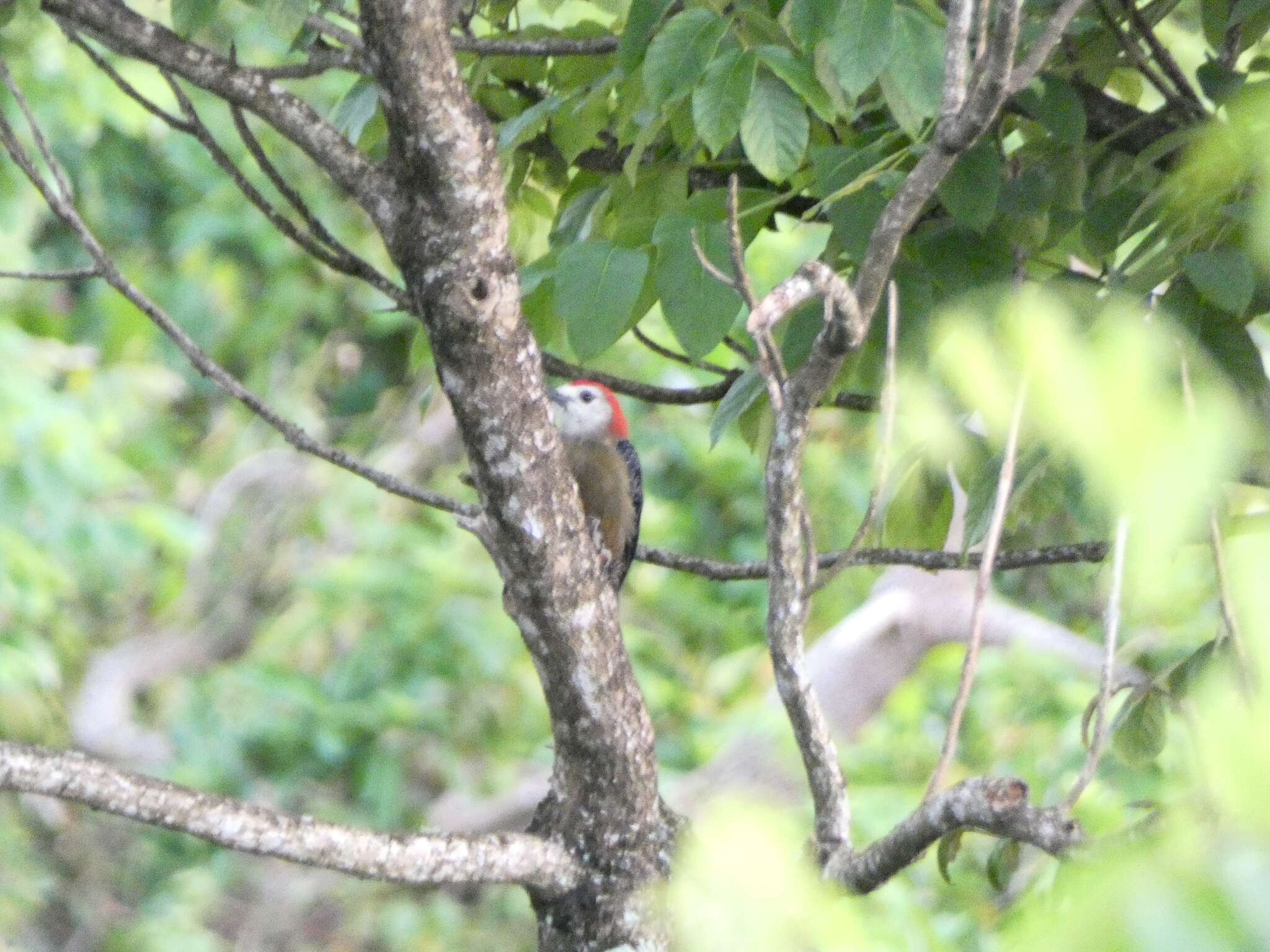 Image of Jamaican Woodpecker