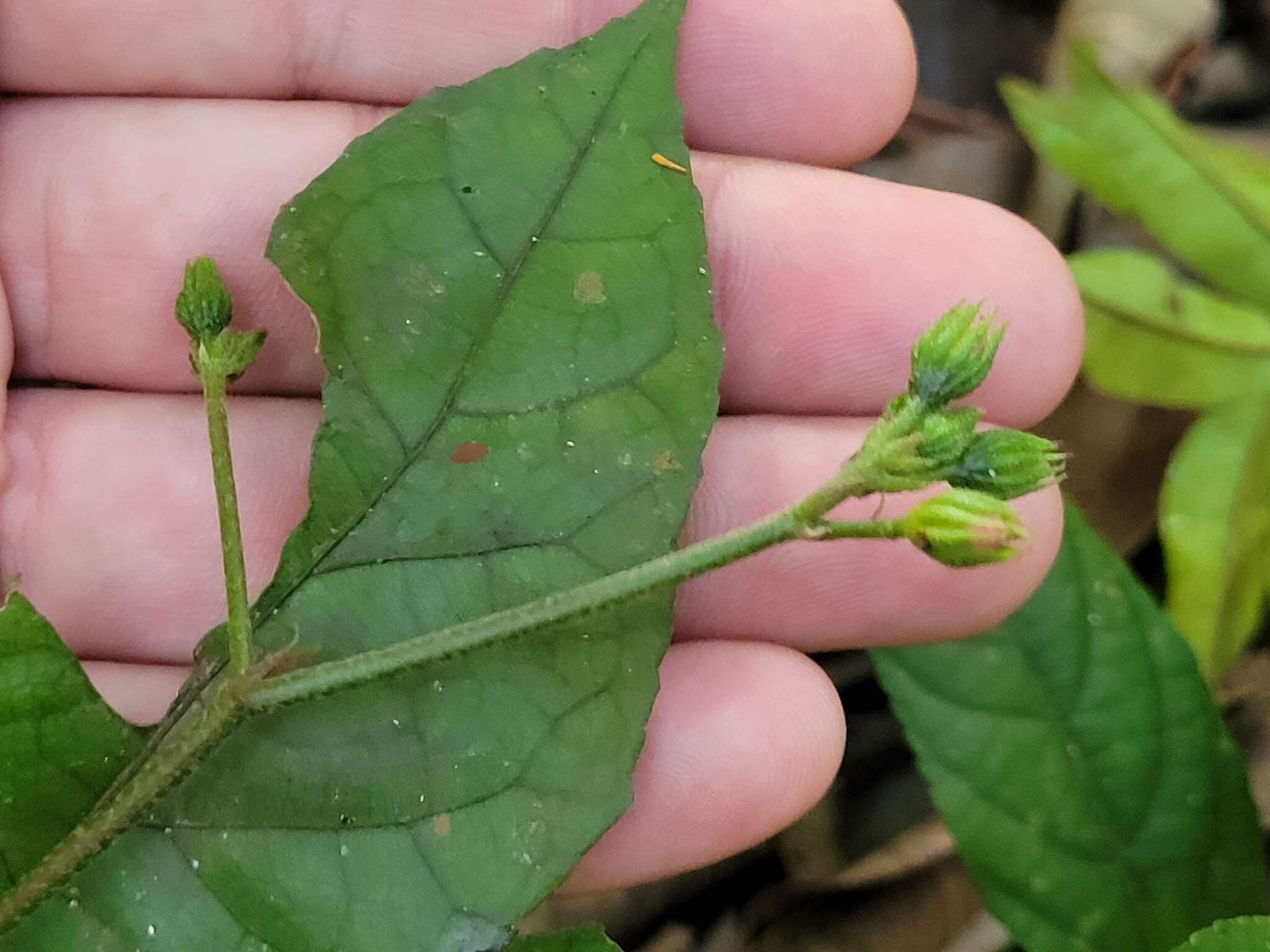 Image of Pavonia castaneifolia A. St.-Hil. & Naud.