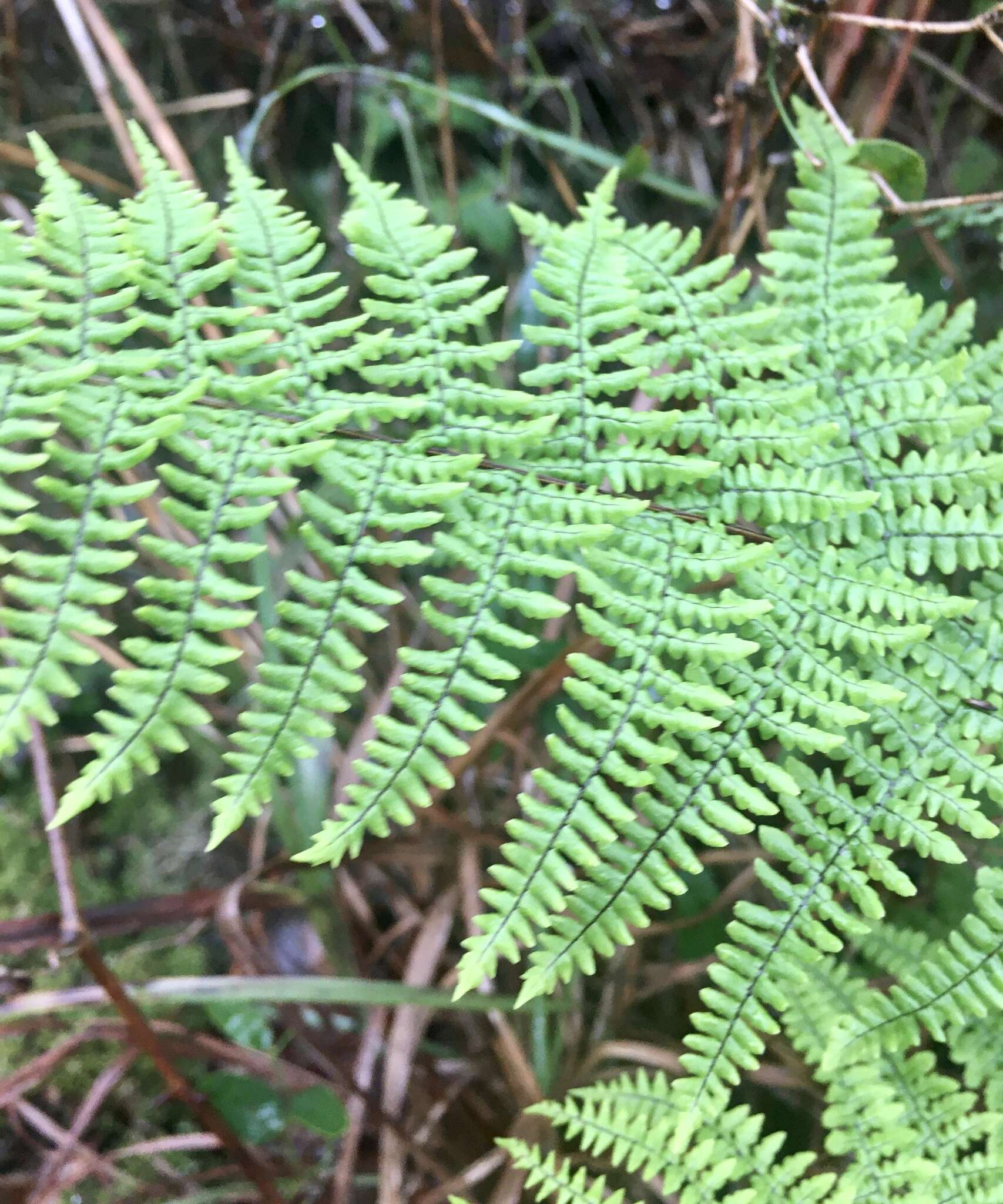 Image de Adiantopsis chlorophylla (Sw.) Fée