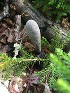 Image of Xylaria longipes Nitschke 1867