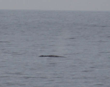 Image of gray whales