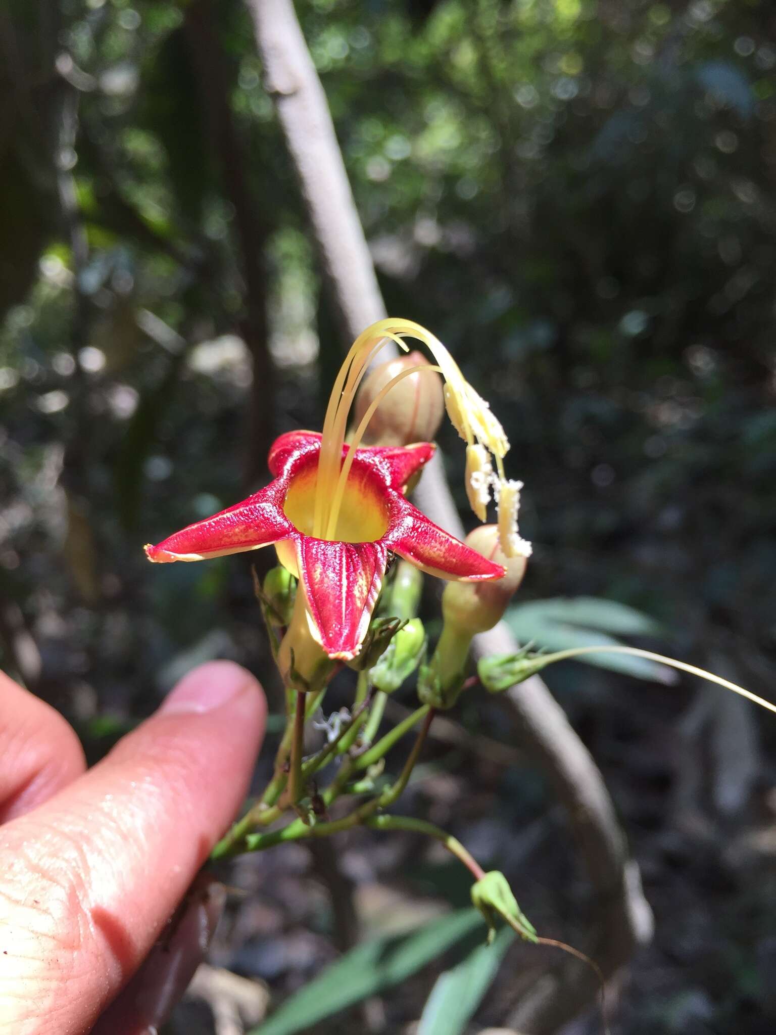 Image of Ipomoea neei (Spreng.) O'Donell