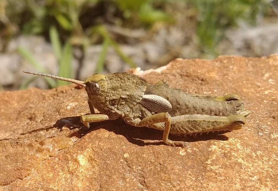 Image of Eumigus punctatus calarensis Presa, Llorente del Moral & García 2000