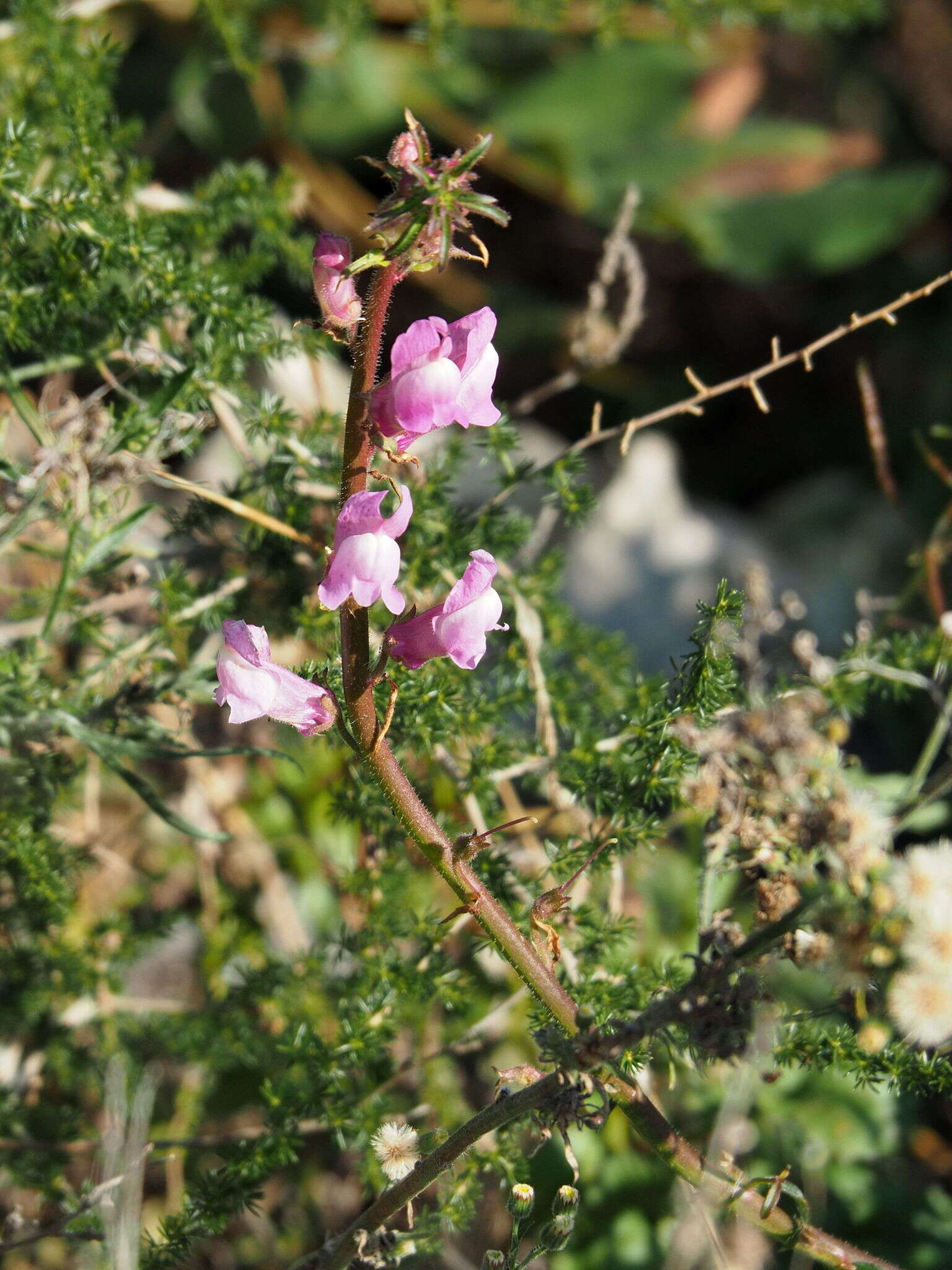 Image of Antirrhinum controversum Pau