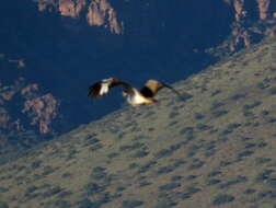 Image of Ludwig's Bustard