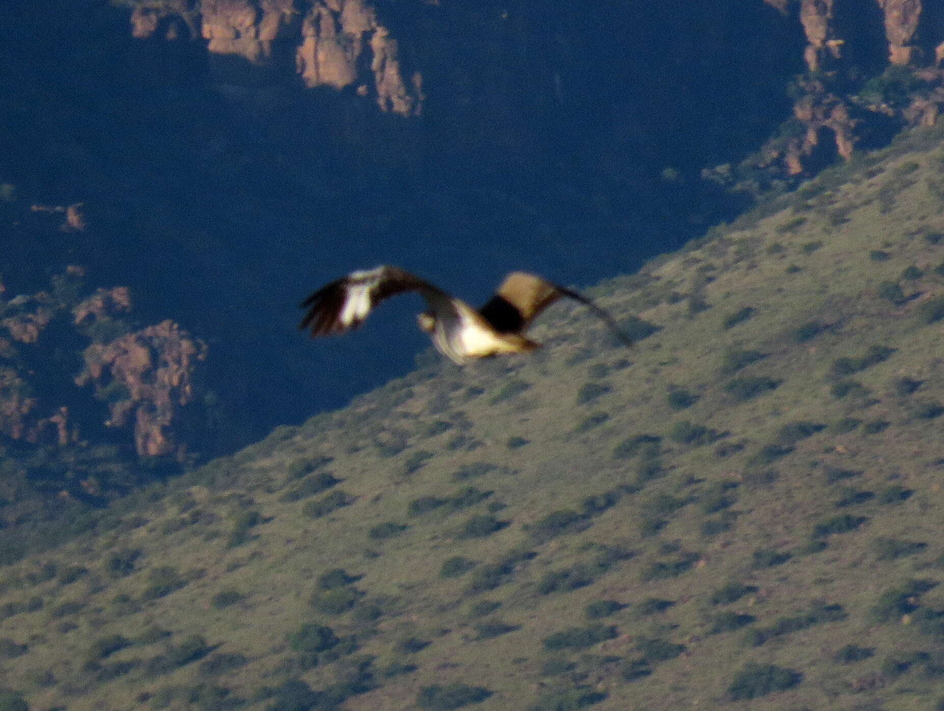 Image of Ludwig's Bustard