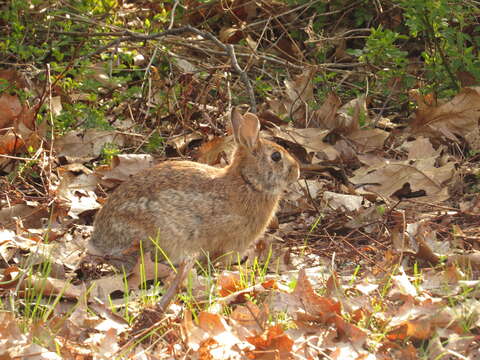 Image of Sylvilagus floridanus (J. A. Allen 1890)