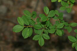 Image of Salix onusta Bess.