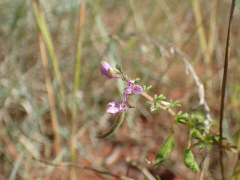 Image of Sieruela rubella (Burch.) Roalson & J. C. Hall