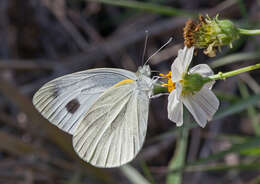 Image of Pieris canidia (Sparrman 1768)