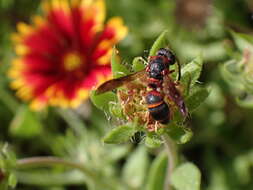 Image of Parancistrocerus fulvipes rufovestis Bohart 1948