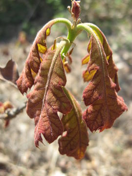 Image of Black Oak