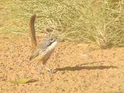 Image of Carpentarian Grasswren