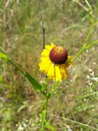 Imagem de Helenium flexuosum Rafin.