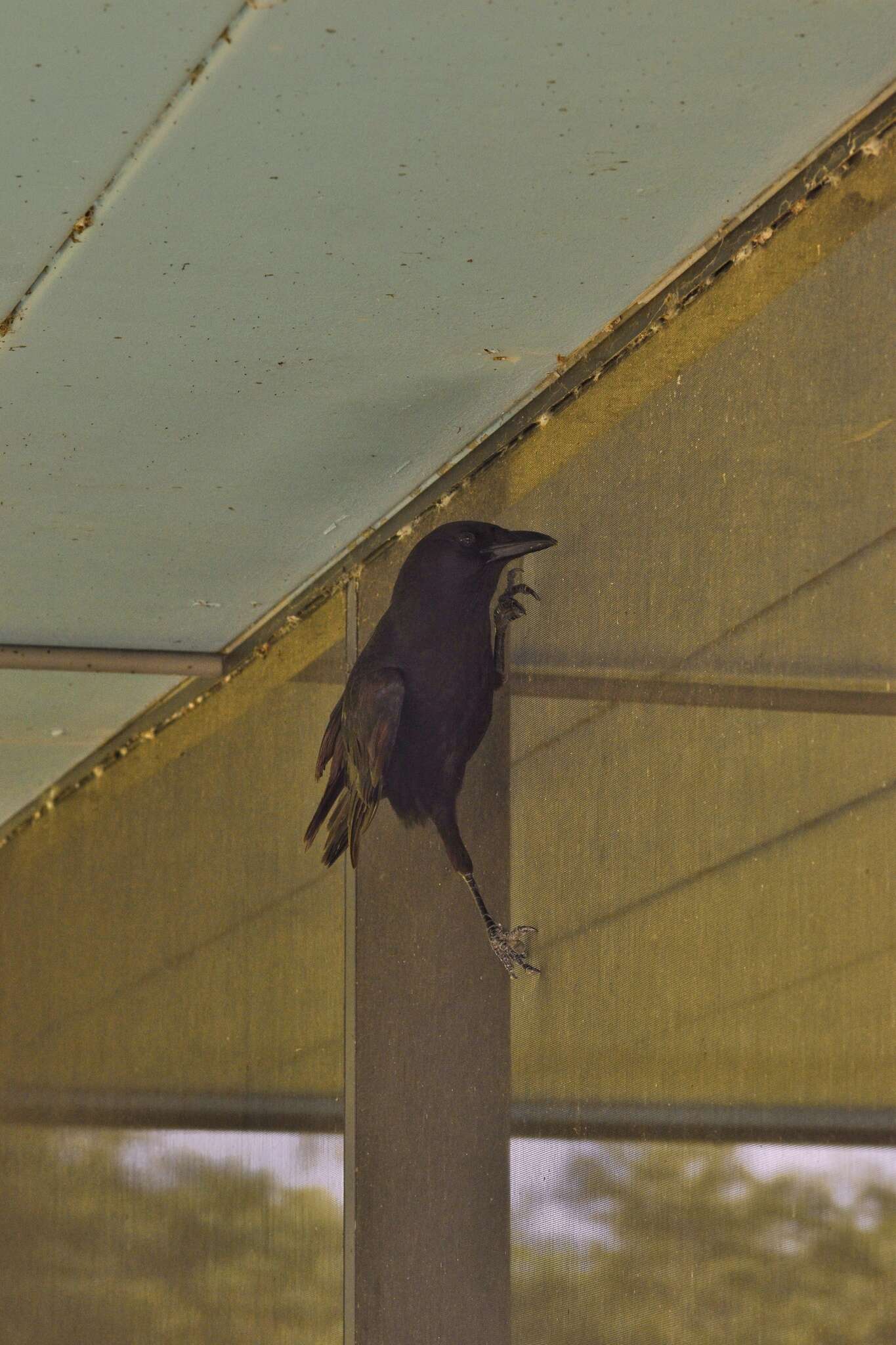 Image of Corvus brachyrhynchos pascuus Coues 1899