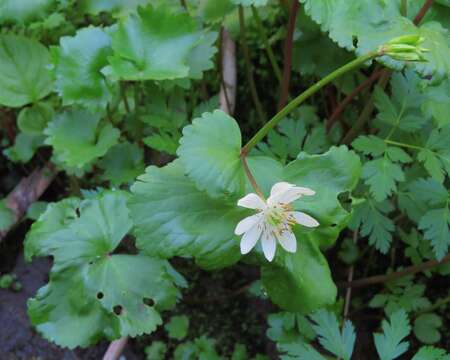 Image de Caltha leptosepala subsp. howellii (Huth) P. G. Sm.