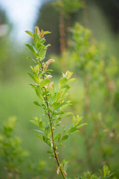 Salix starkeana Willd. resmi