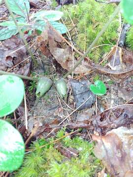 Imagem de Hexastylis arifolia var. ruthii (Ashe) H. L. Blomq.