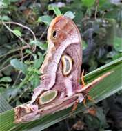 Image of Epiphora mythimnia (Westwood 1849)