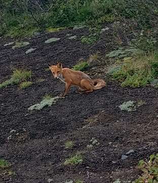 Image of Vulpes vulpes beringiana (Middendorff 1875)