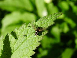 Image of Phania funesta (Meigen 1824)