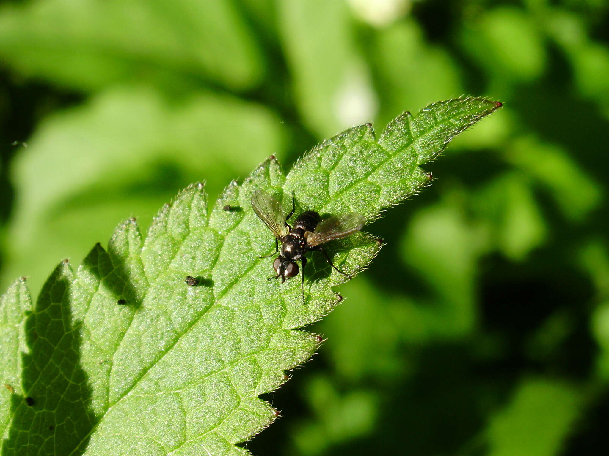 Image of Phania funesta (Meigen 1824)
