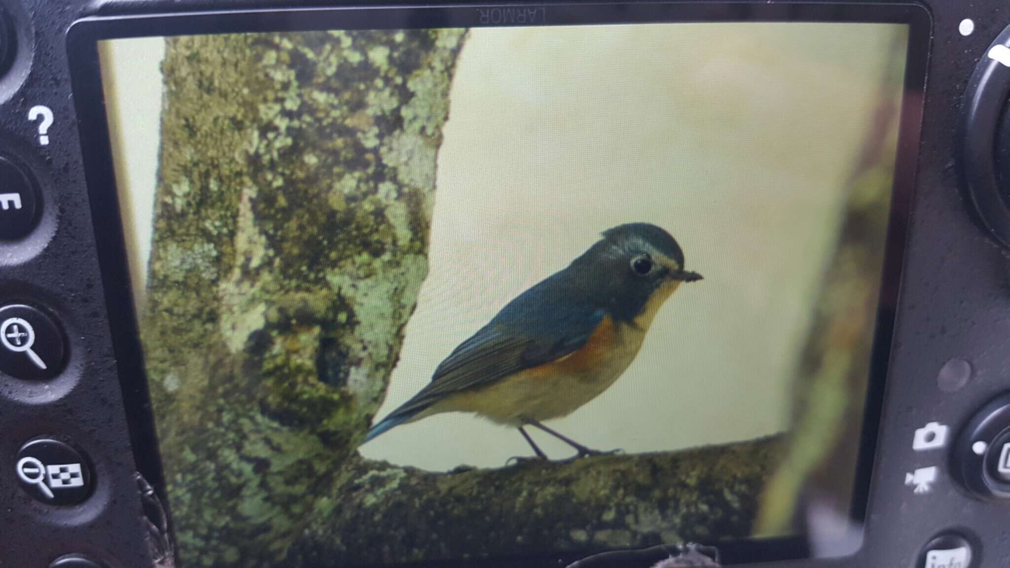 Image of Orange-flanked Bush-Robin