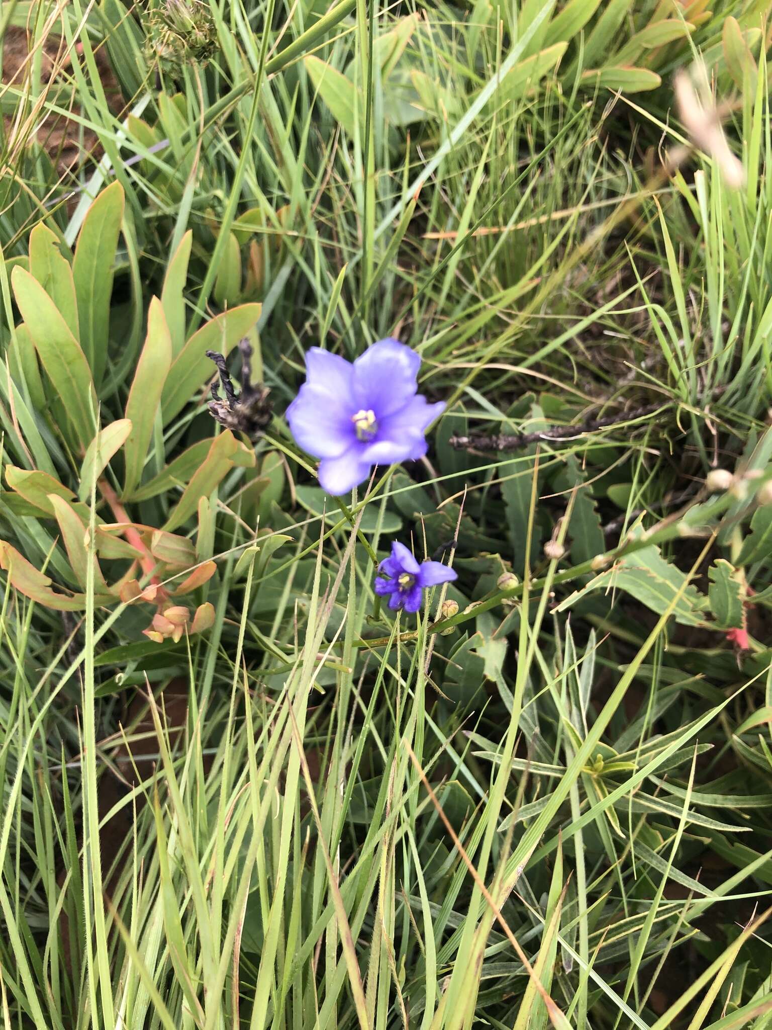 Image of Aristea angolensis Baker