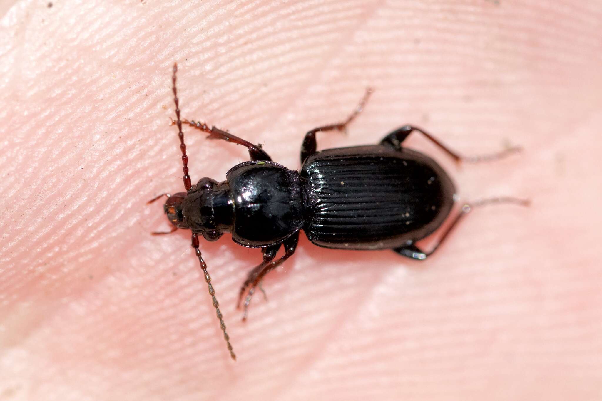 Image of Pterostichus (Lamenius) caudicalis (Say 1823)