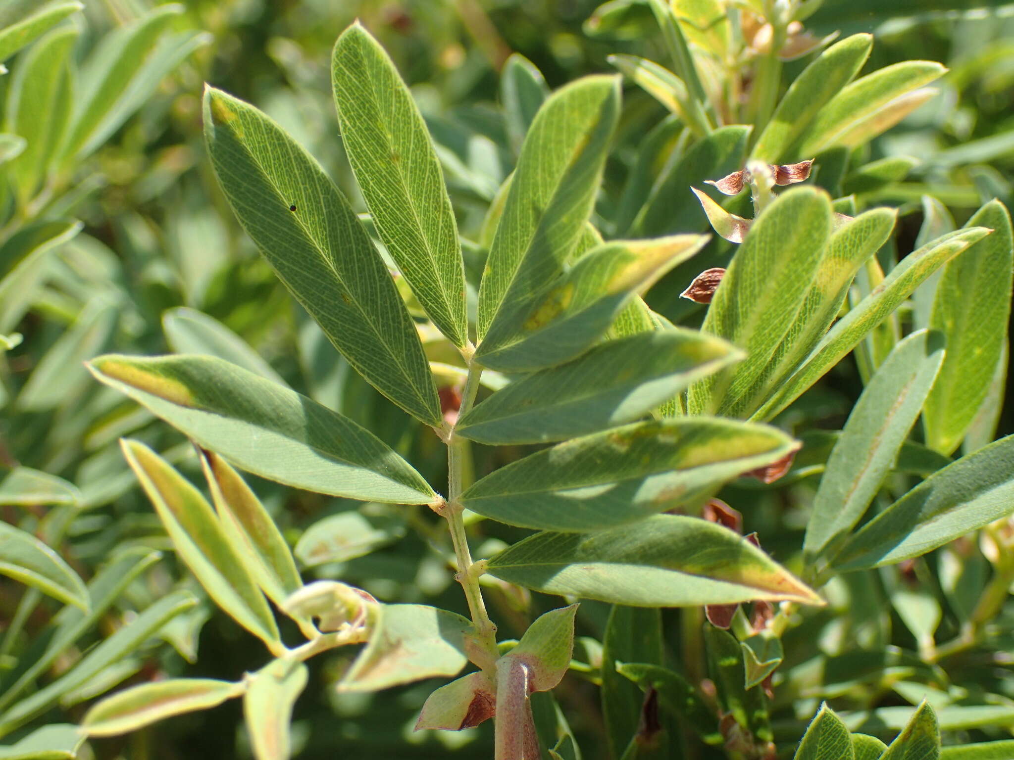 Tephrosia macropoda (E. Mey.) Harv.的圖片