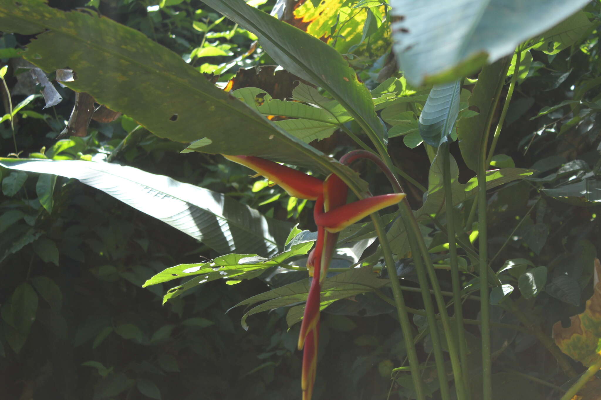 Image of Heliconia marginata (Griggs) Pittier