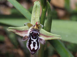 Image of Ophrys cretica subsp. cretica