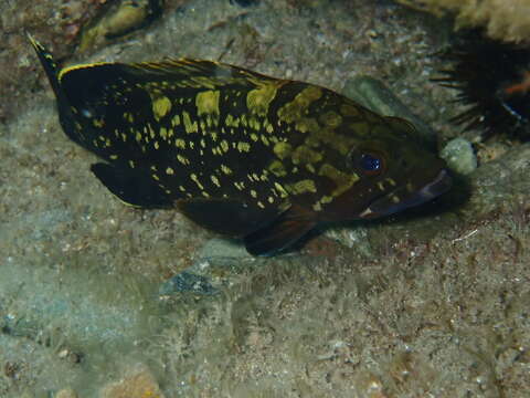 Image of Dusky Grouper