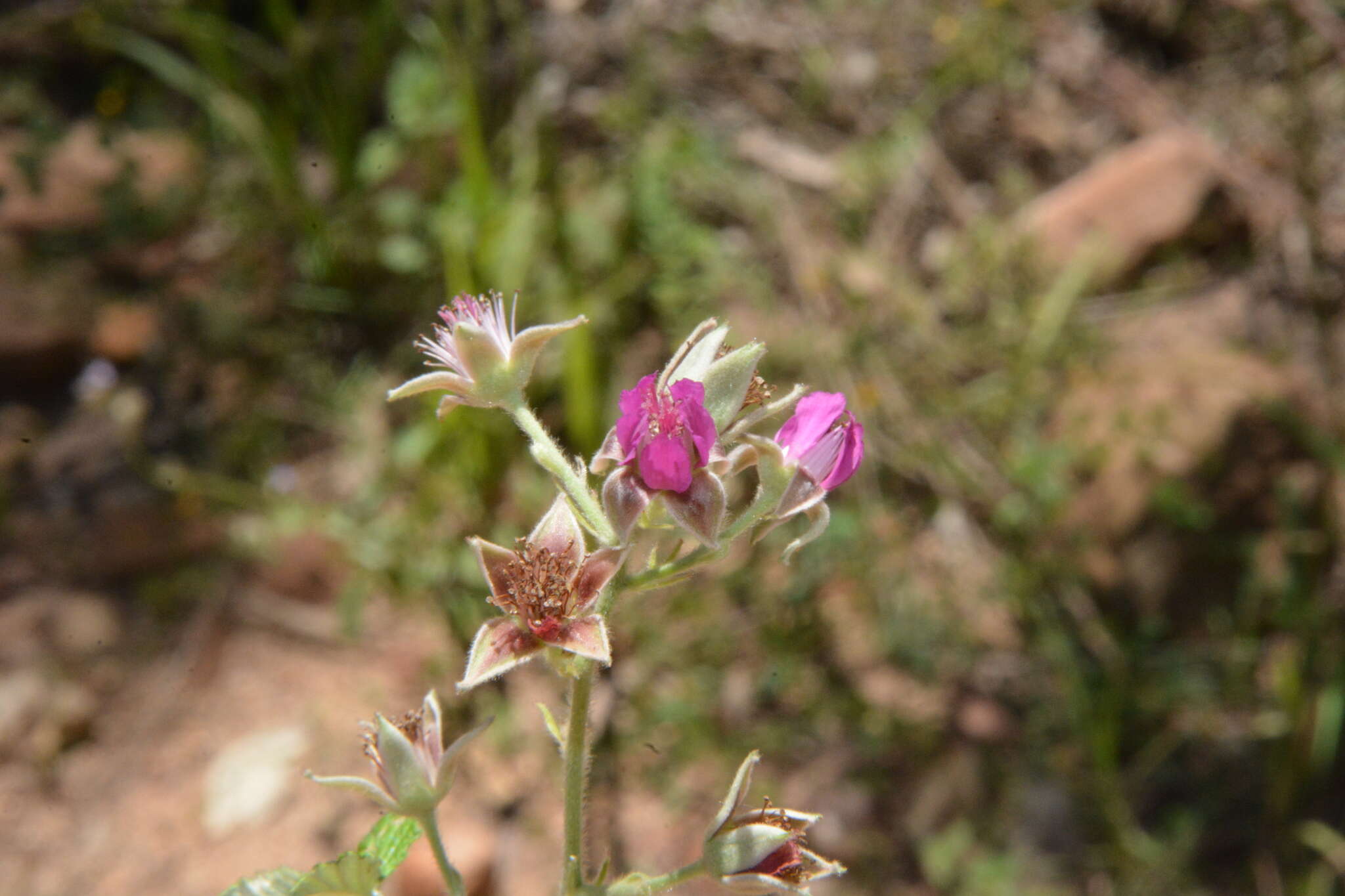 Imagem de <i>Rubus novus</i>