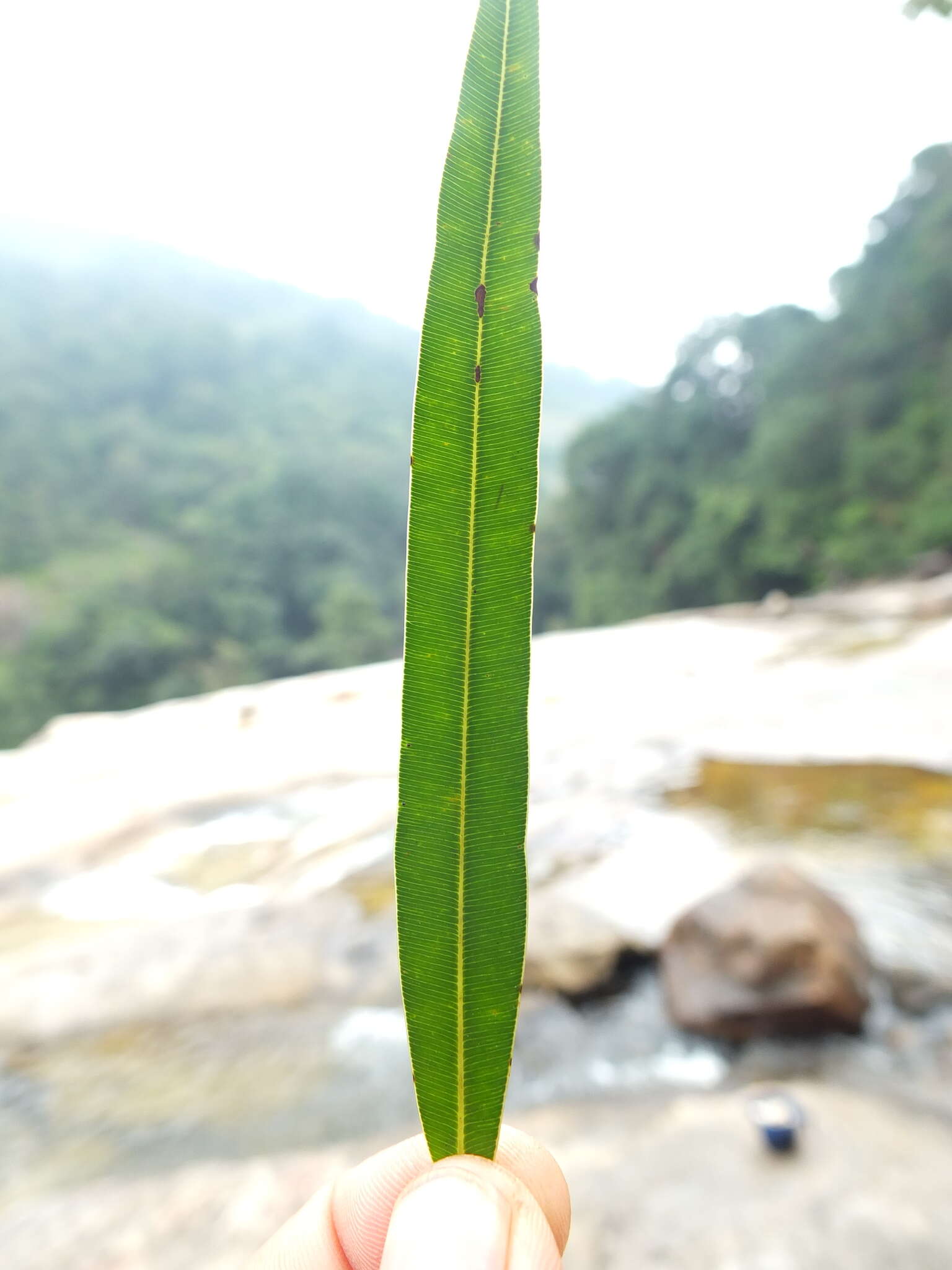 Image of Calophyllum pascalianum B. R. Ramesh, Ayyappan & De Franceschi