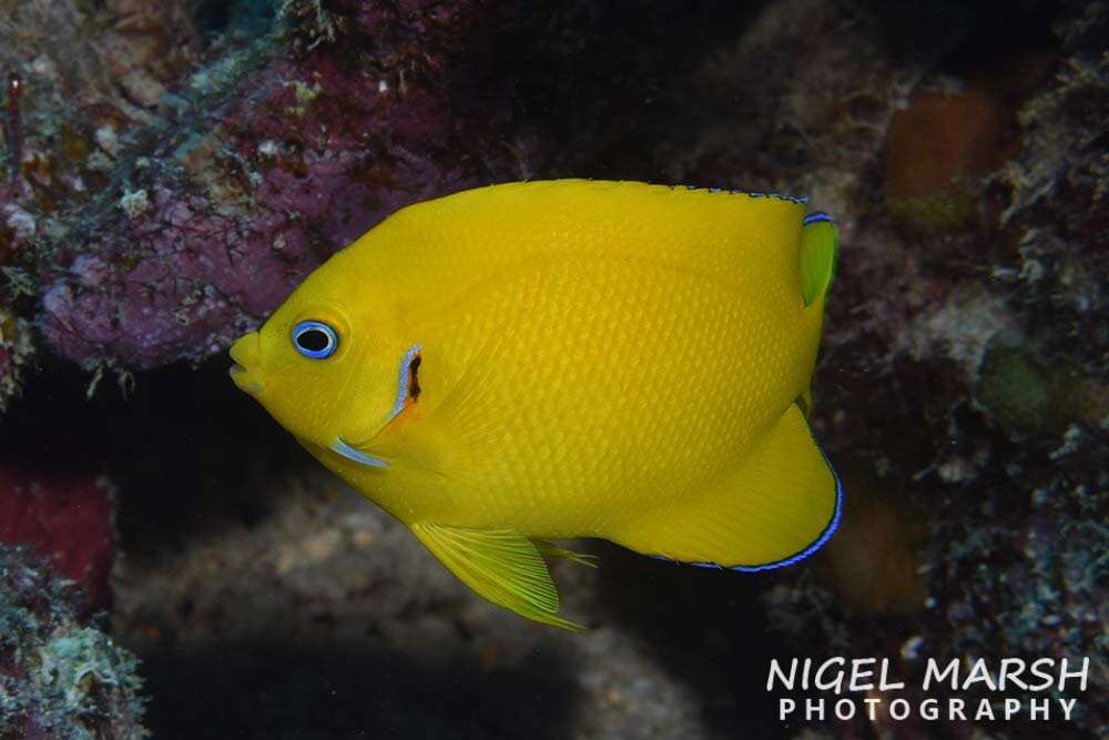 Image of Cocos pygmy angelfish