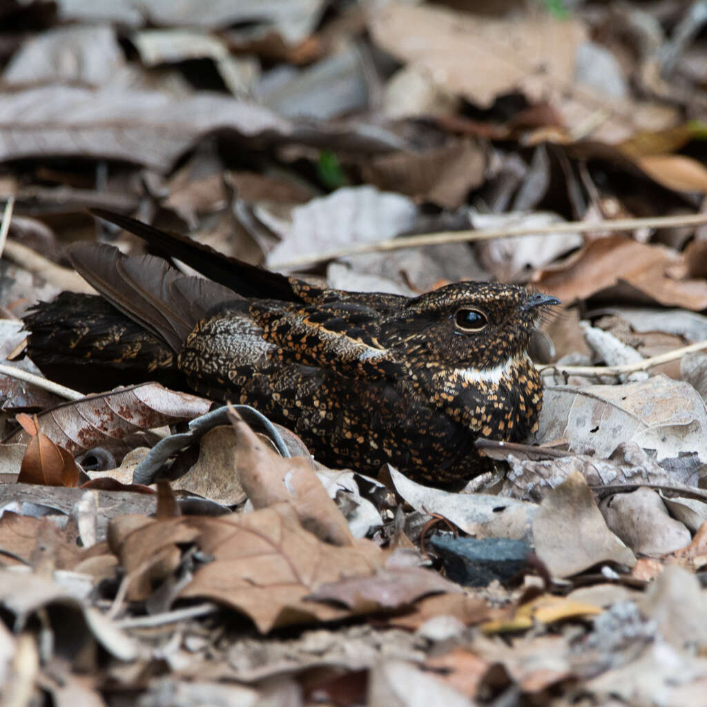 Image of Blackish Nightjar