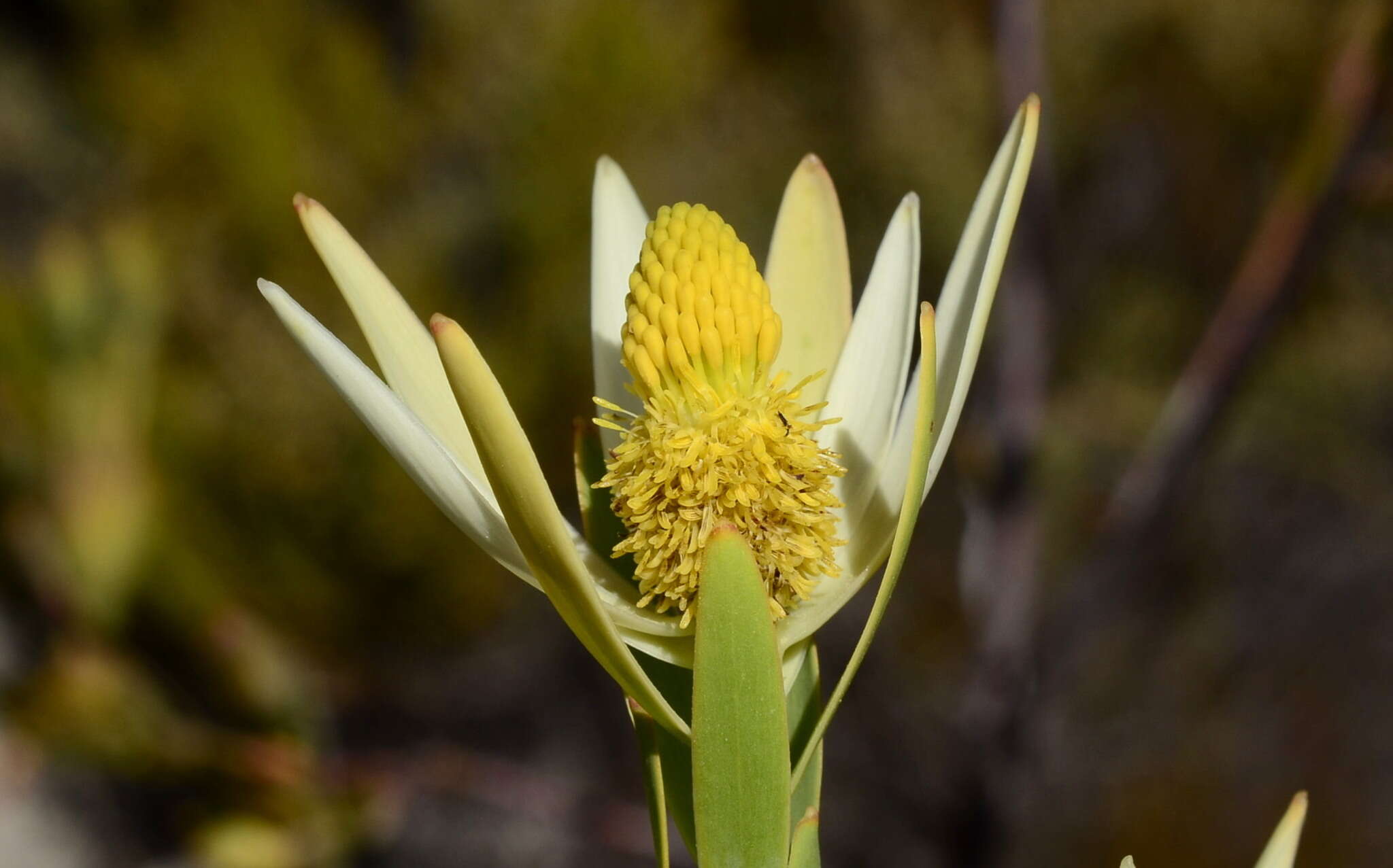 Image of Leucadendron diemontianum I. J. M. Williams