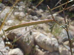 Plancia ëd Desmanthus covillei (Britton & Rose) B. L. Turner