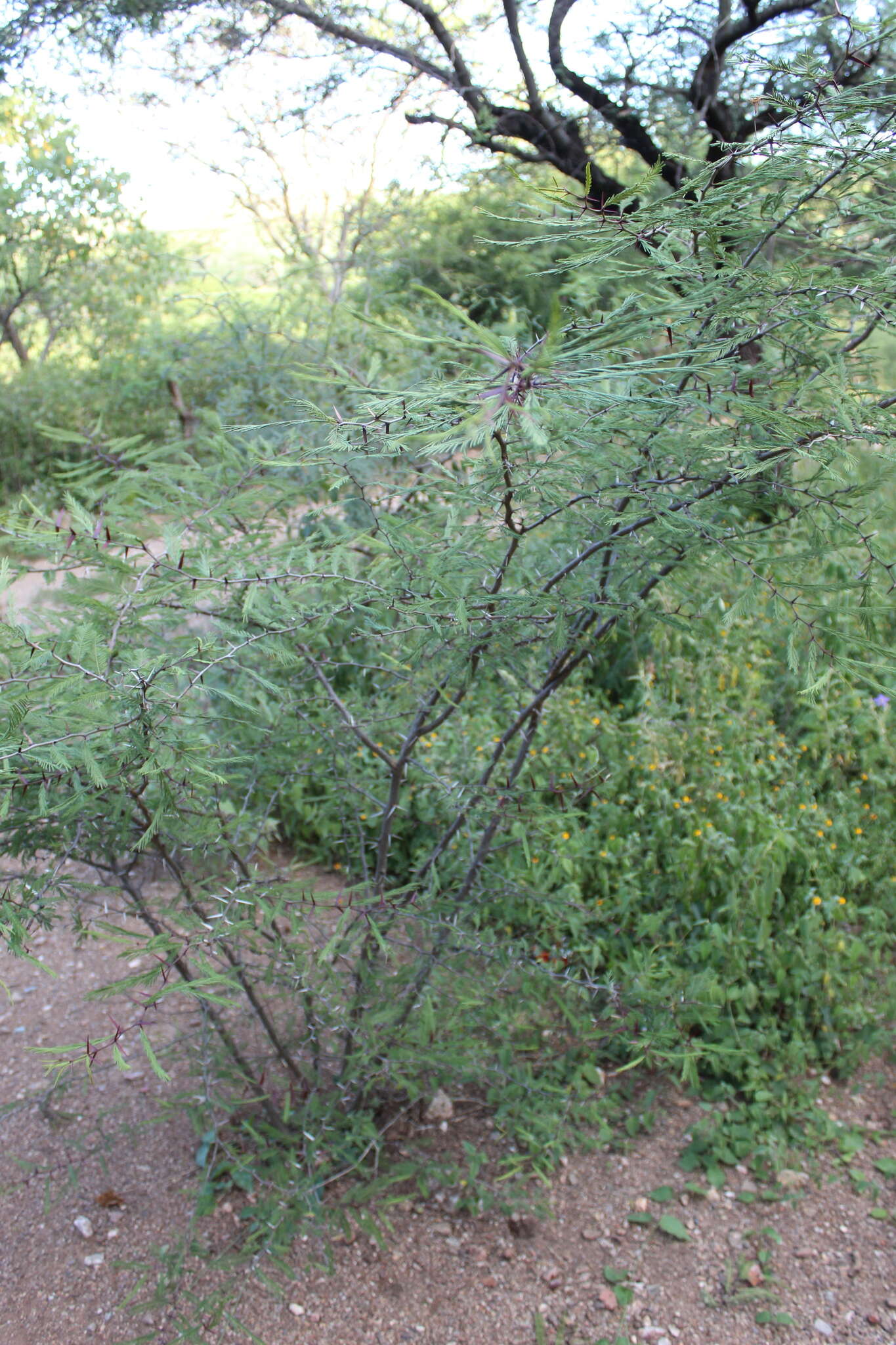 Image of Vachellia campeachiana (Mill.) Seigler & Ebinger