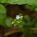 Image de Trigonotis peduncularis var. amblyosepala (Nakai & Kitag.) W. T. Wang