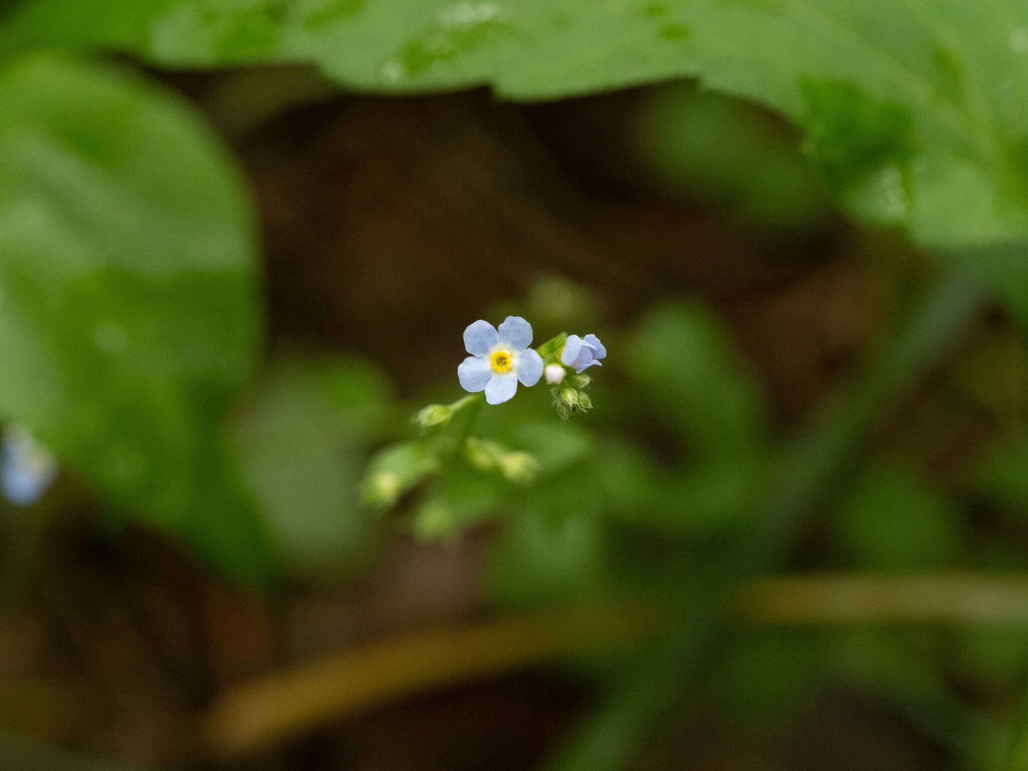 Image of Trigonotis peduncularis var. amblyosepala (Nakai & Kitag.) W. T. Wang