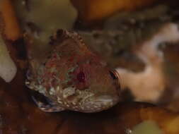 Gilloblennius abditus Hardy 1986 resmi