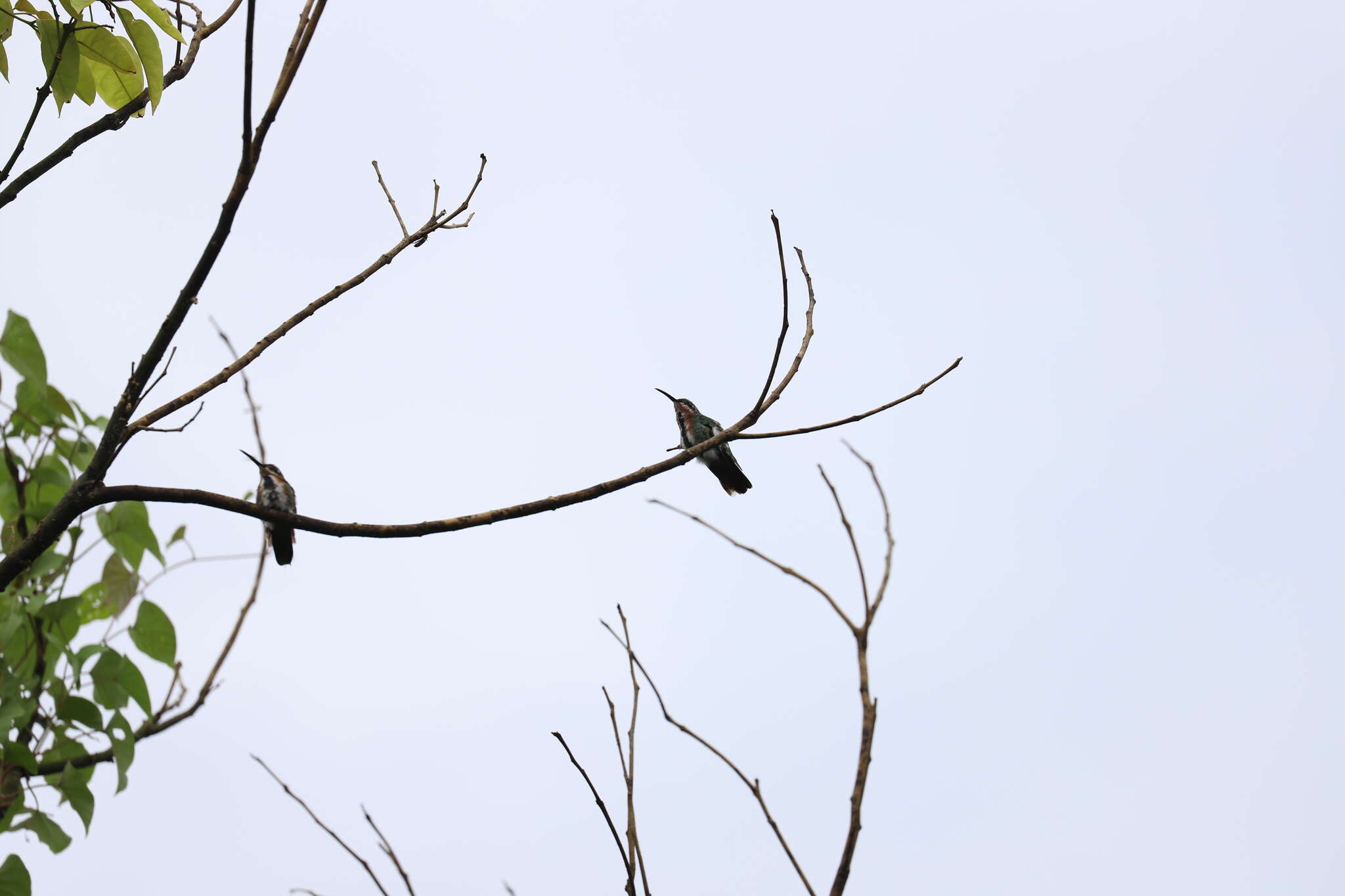 Image of Green-breasted Mango