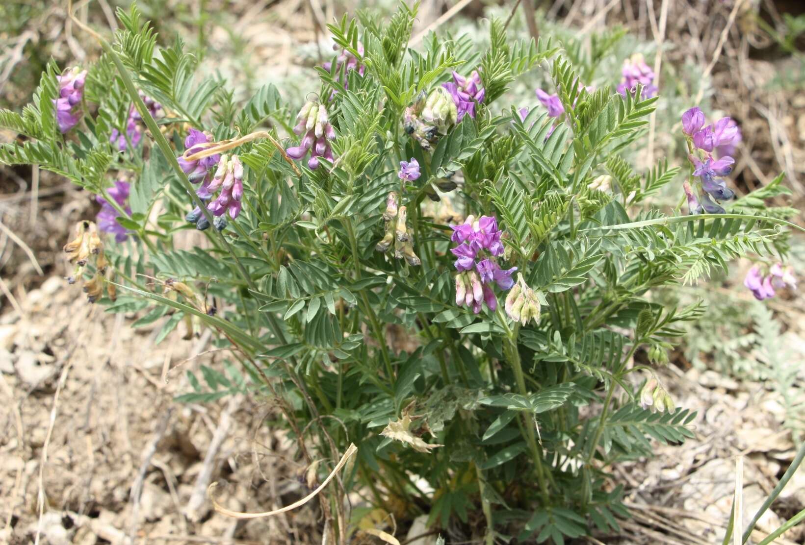 Imagem de Vicia uralensis