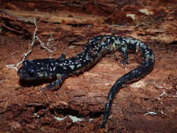 Слика од Plethodon kisatchie Highton ex Highton, Maha & Maxson 1989