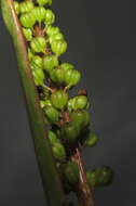 Image of three-rib arrowgrass