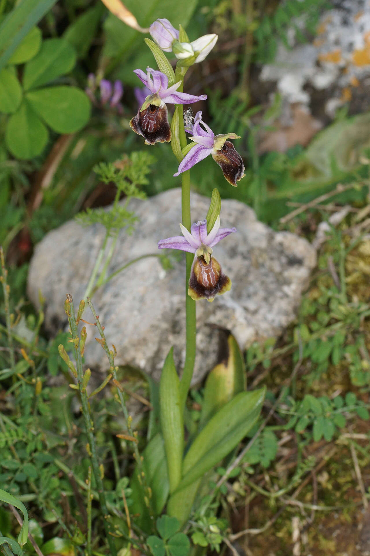 Image of Ophrys lycia Renz & Taubenheim